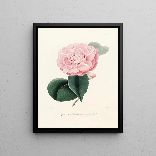 Iconography of the Camellia Genre Pl020 - Lorenzo Bartolini — framed artwork on a wall