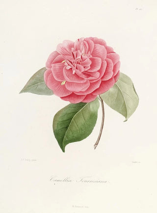 Lorenzo Berlse - Iconographie du genre Camellia Pl021.webp