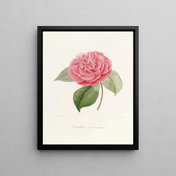 Iconography of the Camellia Genre Pl021 - Lorenzo Bartolini — framed artwork on a wall