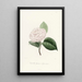 Iconography of the Camellia Genre Pl022 - Lorenzo Bartolini — framed artwork on a wall