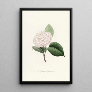 Iconography of the Camellia Genre Pl022 - Lorenzo Bartolini — framed artwork on a wall
