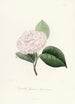Iconography of the Camellia Genre Pl022 - Lorenzo Bartolini — artwork view