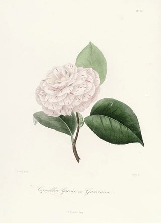 Iconography of the Camellia Genre Pl022 - Lorenzo Bartolini — artwork view