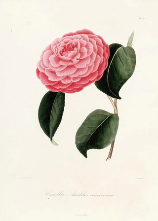 Iconography of the Camellia Genre Pl023 - Lorenzo Bartolini — artwork view