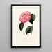 Iconography of the Camellia Genre Pl023 - Lorenzo Bartolini — framed artwork on a wall