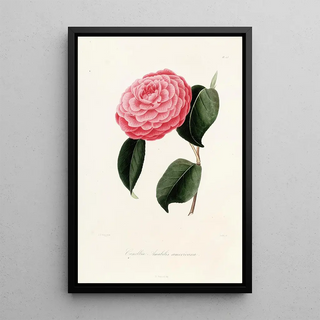 Iconography of the Camellia Genre Pl023 - Lorenzo Bartolini — framed artwork on a wall