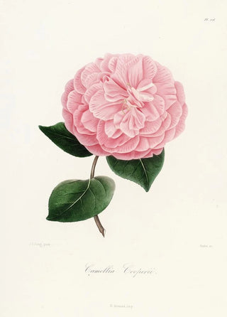 Iconography of the Camellia Genre Pl026 - Lorenzo Bartolini — artwork view