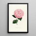 Iconography of the Camellia Genre Pl026 - Lorenzo Bartolini — framed artwork on a wall