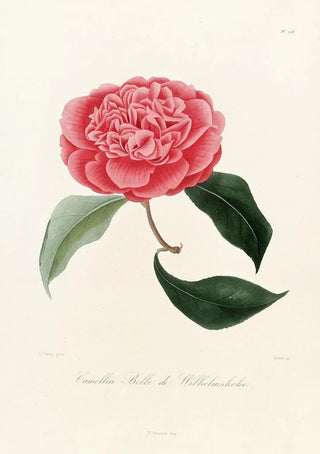 Iconography of the Camellia genre Pl028 - Lorenzo Bartolini — artwork view