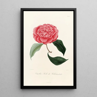 Iconography of the Camellia genre Pl028 - Lorenzo Bartolini — framed artwork on a wall