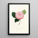 Iconography of the Camellia Genre Pl029 - Lorenzo Bartolini — framed artwork on a wall