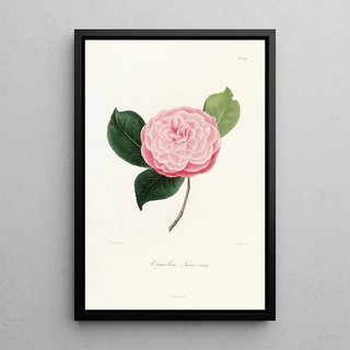 Iconography of the Camellia Genre Pl029 - Lorenzo Bartolini — framed artwork on a wall