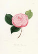 Iconography of the Camellia Genre Pl029 - Lorenzo Bartolini — artwork view
