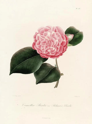 Lorenzo Berlse - Iconographie du genre Camellia Pl030.webp