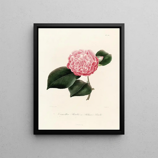 Lorenzo Berlse - Iconographie du genre Camellia Pl030.webp