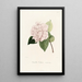 Iconography of the Camellia Genre Pl031 - Lorenzo Bartolini — framed artwork on a wall