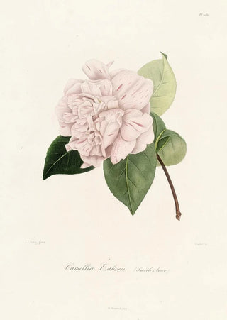 Iconography of the Camellia Genre Pl031 - Lorenzo Bartolini — artwork view