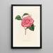 Iconography of the Camellia Genre Pl033 - Lorenzo Bartolini — framed artwork on a wall