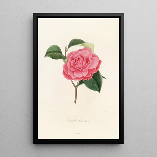 Iconography of the Camellia Genre Pl033 - Lorenzo Bartolini — framed artwork on a wall