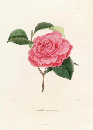 Iconography of the Camellia Genre Pl033 - Lorenzo Bartolini — artwork view