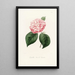 Iconography of the Camellia Genre Pl034 - Lorenzo Bartolini — framed artwork on a wall