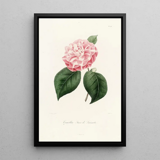 Iconography of the Camellia Genre Pl034 - Lorenzo Bartolini — framed artwork on a wall