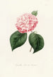 Iconography of the Camellia Genre Pl034 - Lorenzo Bartolini — artwork view