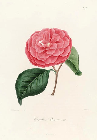 Iconography of the Camellia Genre Pl035 - Lorenzo Bartolini — artwork view