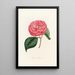 Iconography of the Camellia Genre Pl035 - Lorenzo Bartolini — framed artwork on a wall