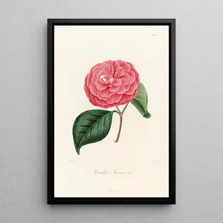 Iconography of the Camellia Genre Pl035 - Lorenzo Bartolini — framed artwork on a wall