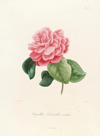 Lorenzo Berlse - Iconographie du genre Camellia Pl036.webp
