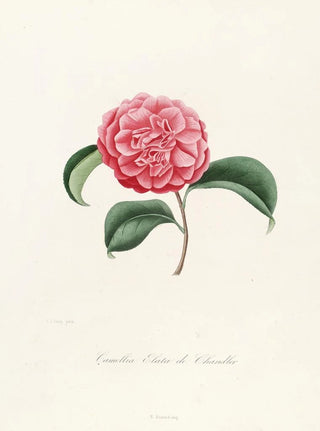 Lorenzo Berlse - Iconographie du genre Camellia Pl037.webp