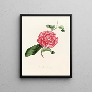 Lorenzo Berlse - Iconographie du genre Camellia Pl038.webp