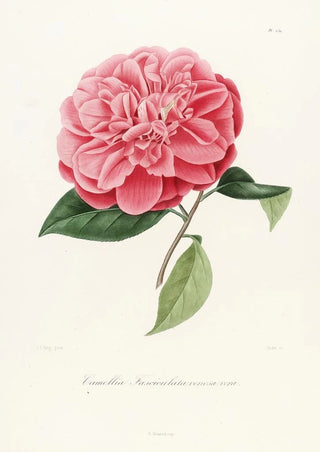 Iconography of the Camellia Genre Pl039 - Lorenzo Bartolini — artwork view