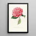 Iconography of the Camellia Genre Pl039 - Lorenzo Bartolini — framed artwork on a wall