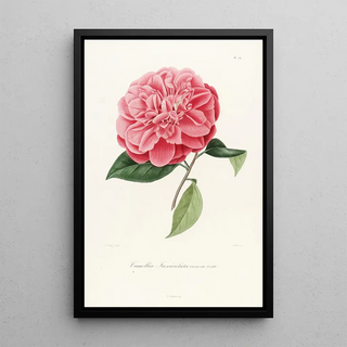 Iconography of the Camellia Genre Pl039 - Lorenzo Bartolini — framed artwork on a wall