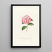 Iconography of the Camellia Genre Pl040 - Lorenzo Bartolini — framed artwork on a wall