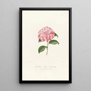 Iconography of the Camellia Genre Pl040 - Lorenzo Bartolini — framed artwork on a wall