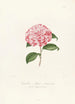 Iconography of the Camellia Genre Pl040 - Lorenzo Bartolini — artwork view