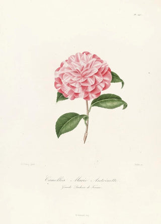 Iconography of the Camellia Genre Pl040 - Lorenzo Bartolini — artwork view
