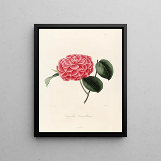 Lorenzo Berlse - Iconographie du genre Camellia Pl041.webp