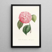 Iconography of the Camellia Genre Pl042 - Lorenzo Bartolini — framed artwork on a wall