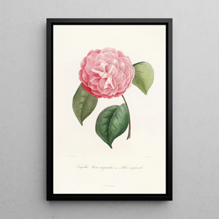 Iconography of the Camellia Genre Pl042 - Lorenzo Bartolini — framed artwork on a wall