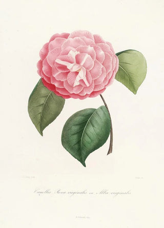 Iconography of the Camellia Genre Pl042 - Lorenzo Bartolini — artwork view