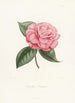 Iconography of the Camellia Genre Pl043 - Lorenzo Bartolini — artwork view