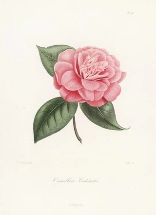 Iconography of the Camellia Genre Pl043 - Lorenzo Bartolini — artwork view