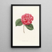 Iconography of the Camellia genre Pl045 - Lorenzo Bartolini — framed artwork on a wall