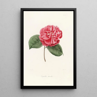 Iconography of the Camellia genre Pl045 - Lorenzo Bartolini — framed artwork on a wall
