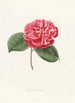 Iconography of the Camellia genre Pl045 - Lorenzo Bartolini — artwork view