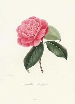 Iconography of the Camellia genre Pl046 - Lorenzo Bartolini — artwork view